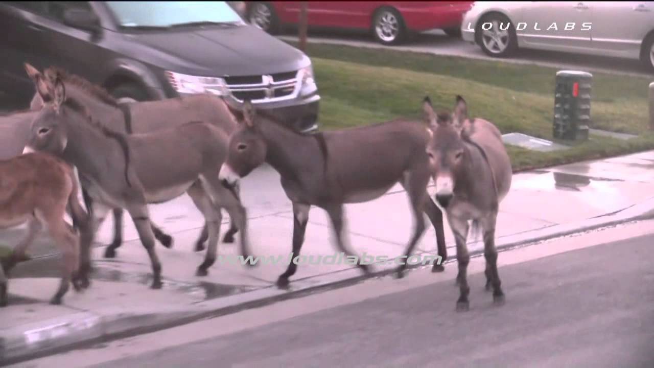 Wild Donkeys Invade Neighborhood - Moreno Valley   RAW FOOTAGE