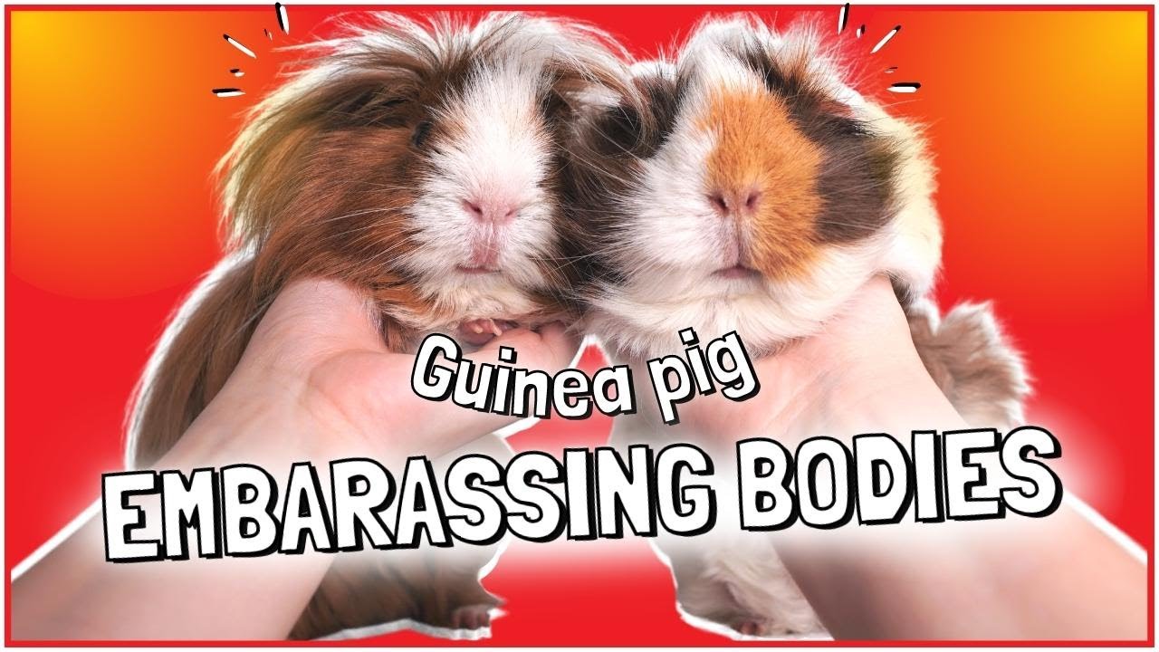 5 Weird Guinea Pig Body Quirks: Watch out for these!!