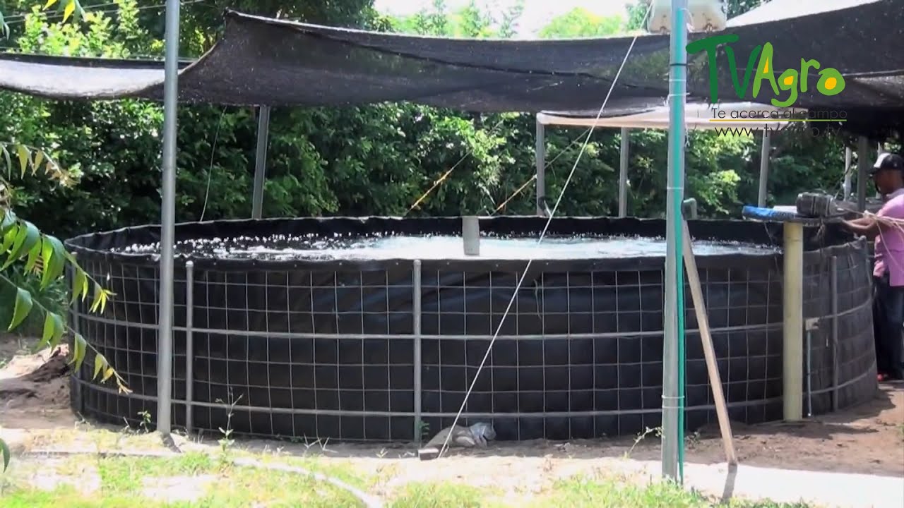 Implementación del sistema Biofloc en Acuicultura - TvAgro por Juan Gonzalo Angel