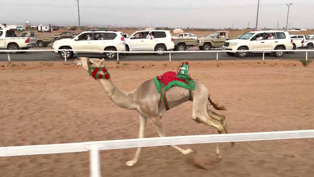 ش2الرئيسي قعدان مفاريد الجذاب ل مياح جريس الشمري