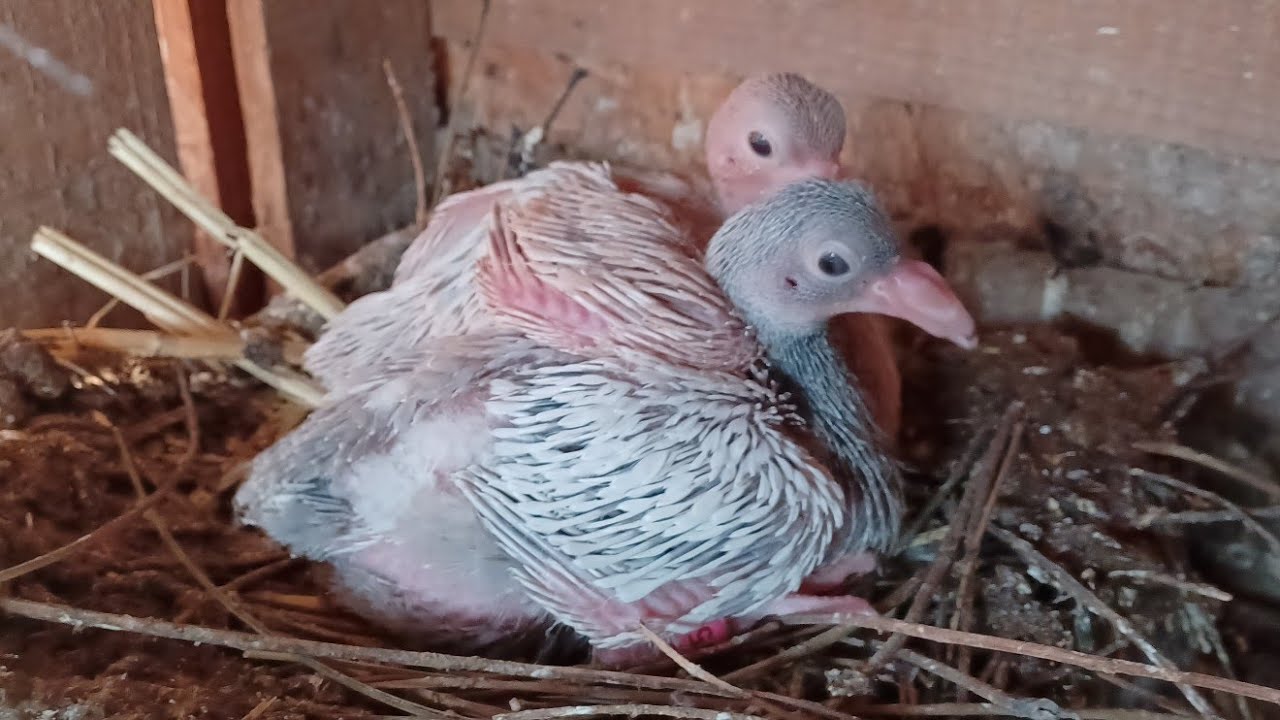 My pigeons n kikiriki's new day new pigeon video 