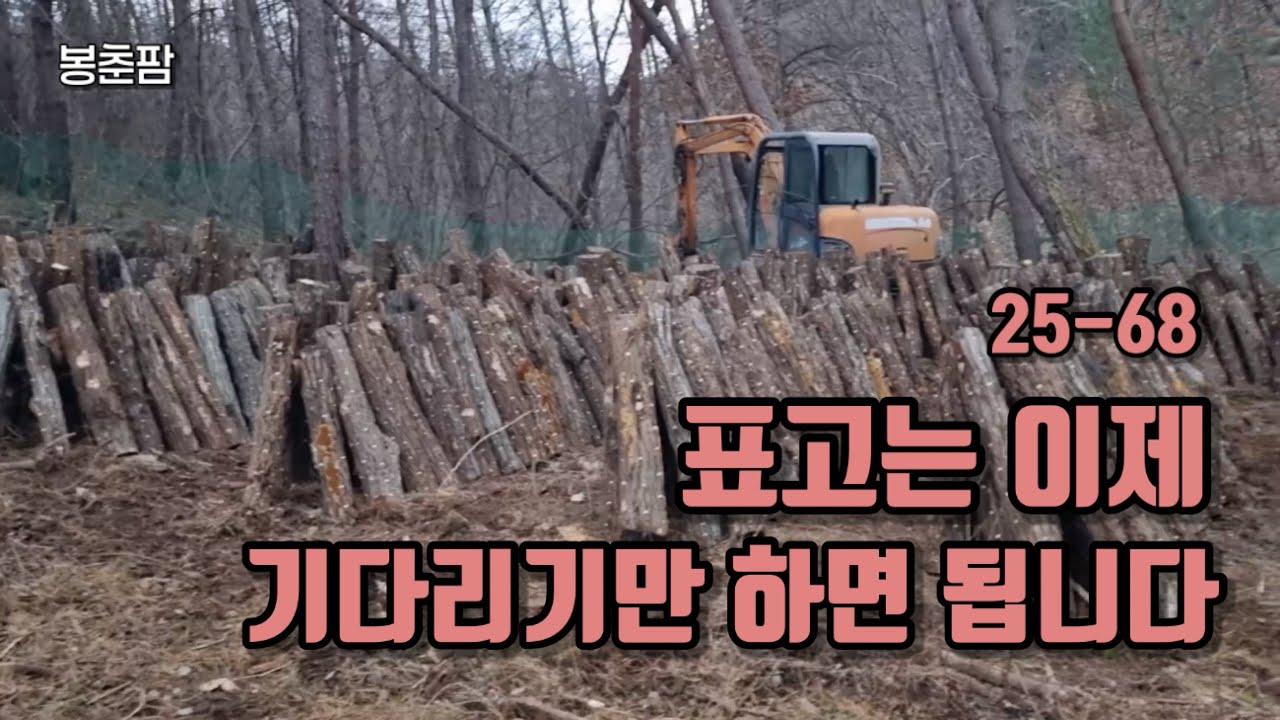 표고목 준비 완료! 표고 이제 기다리기만 하면 됩니다 | 표고재배 조건