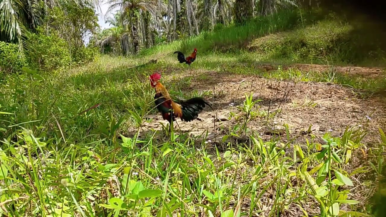 MIKATAYAMHUTAN FART 33, SIKUNING
