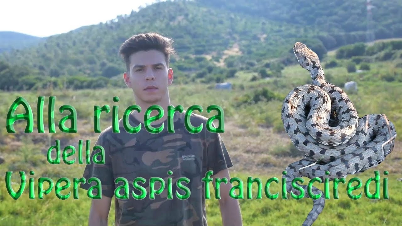 Alla ricerca della Vipera aspis francisciredi