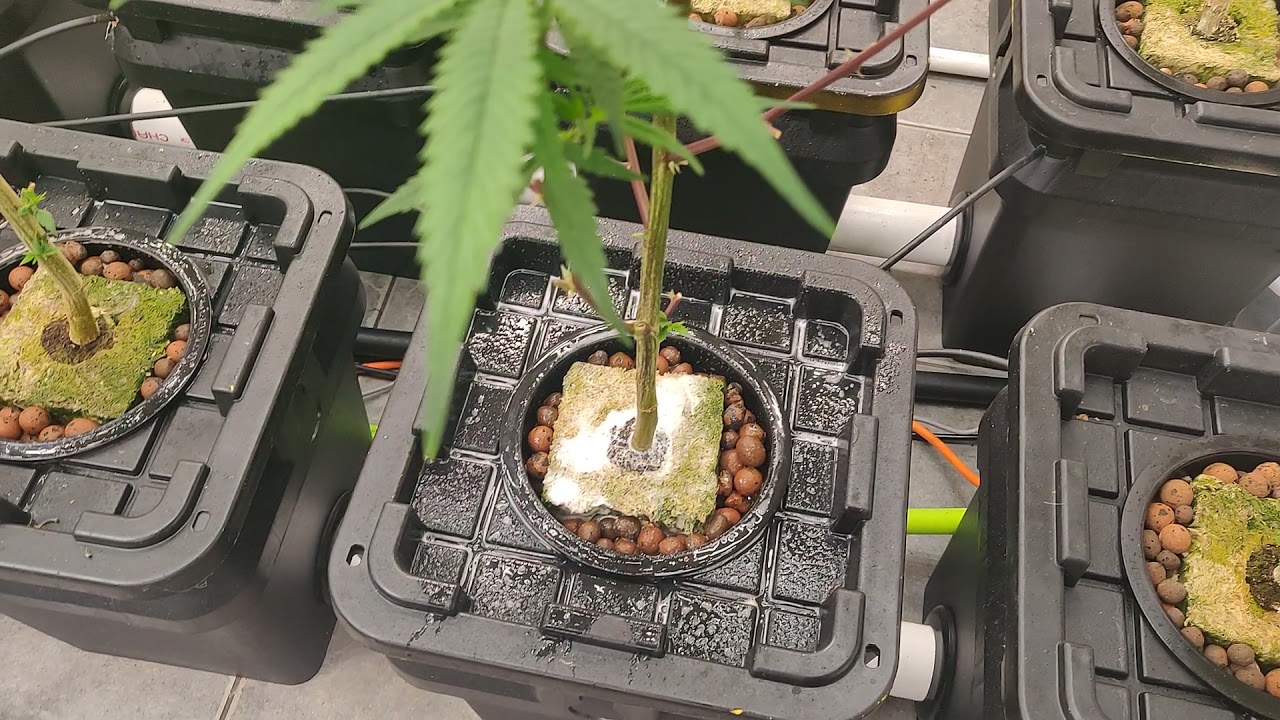 RDWC hydroponics fighting root aphids and fungus gnats with plant therapy rockwool wash.