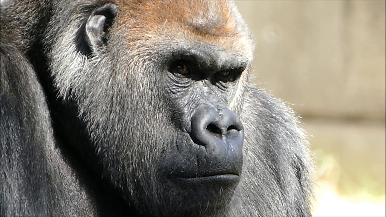 八木山動物公園 ニシゴリラ ドン 追悼 Western gorilla DON Memorial Yagiyama Zoo