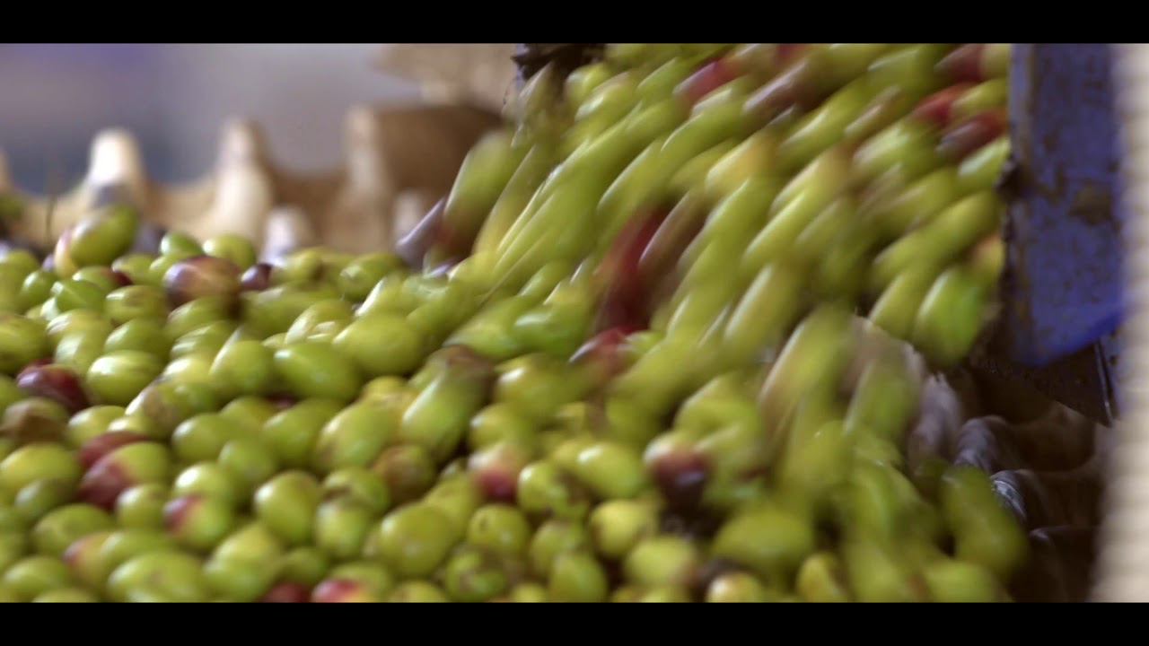 Frantoio Cirulli Giuseppe & Figli #Olio#Frantoio#Puglia#Bat#Andria#Documentario