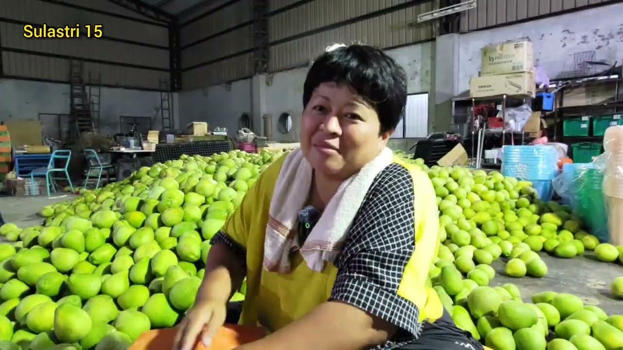 Untung gak jadi mathi ‼️ Sulastri 15 ke kandang ayam trs Ngepak jeruk, mulai Jualan jeruk Bali.
