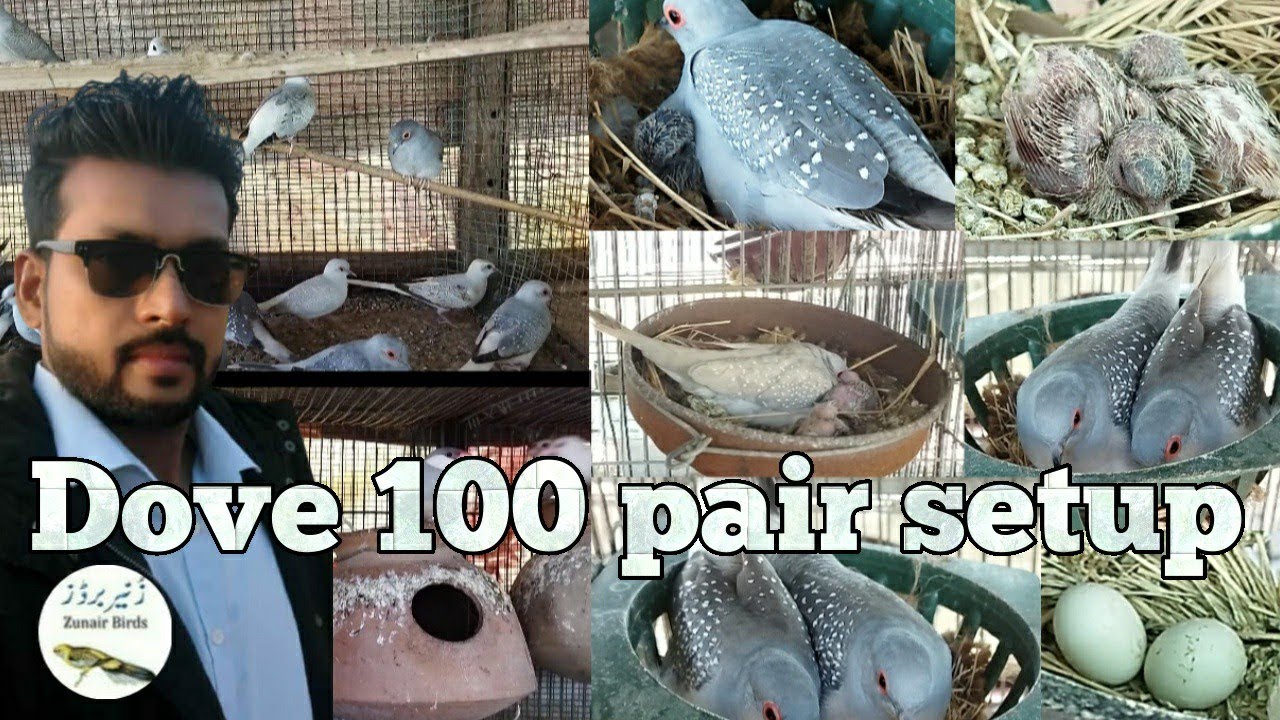 visited at Dove 100 pair setup|zunair birds