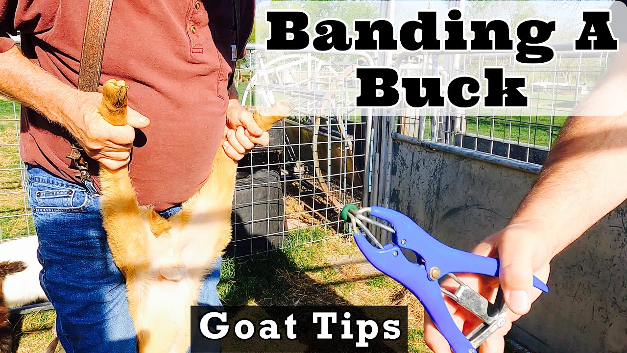 How to Band a Buck | Male Goat Casteration | Goat Video