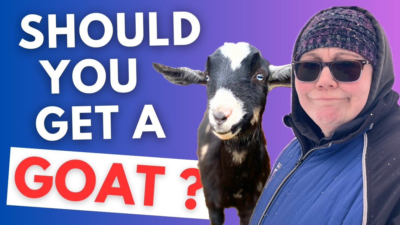 Before You Buy Goats, Watch This
