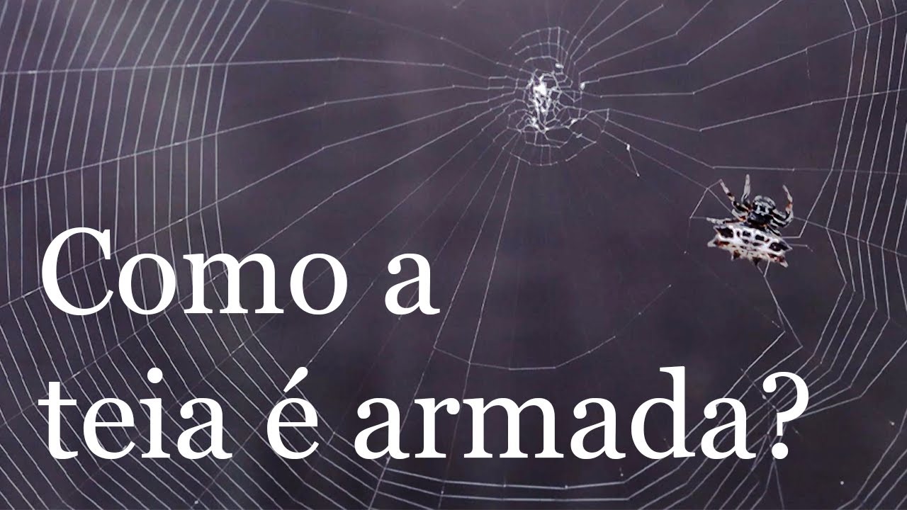 Como uma aranha-espinhosa arma a sua teia?