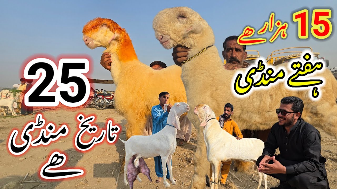 Хафте Дин 25 Тарих Манде 😍 Рынок недели 2025 года очень большой Дера Гази Хан Бакра Манди