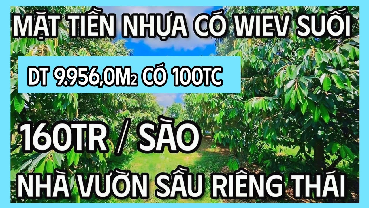 nhà vườn sầu riêng thái bưởi da xanh đang thu có wiev suối mặt tiền nhựa dt 9.956,0m² có 100tc