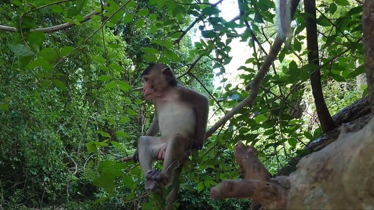 Un Available monkey deeply