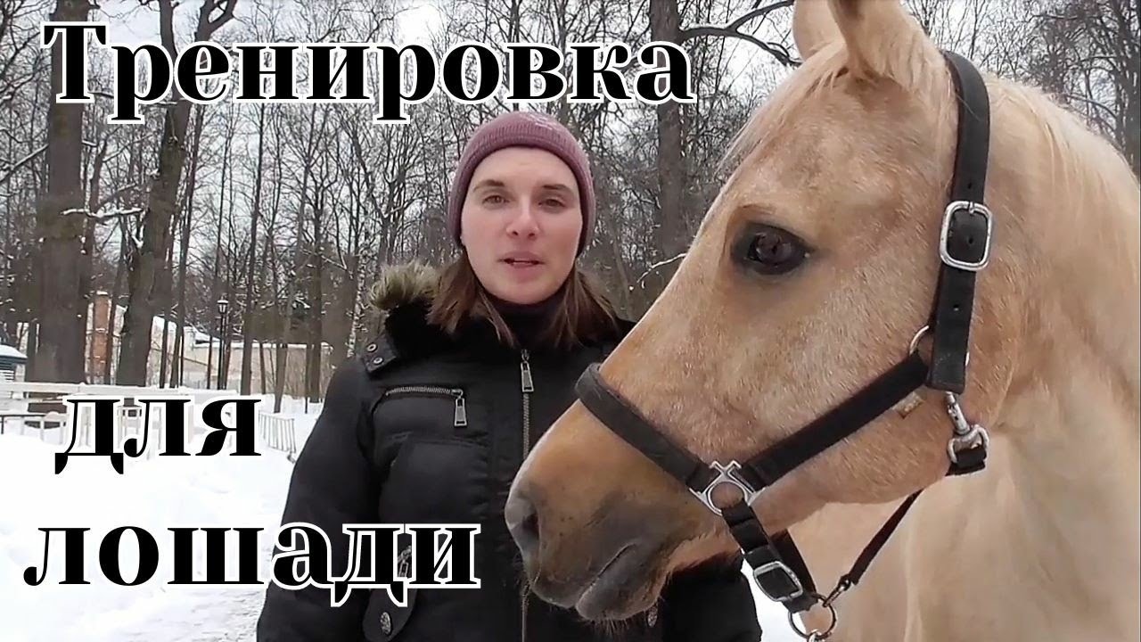 Сколько нужно работать лошадь?