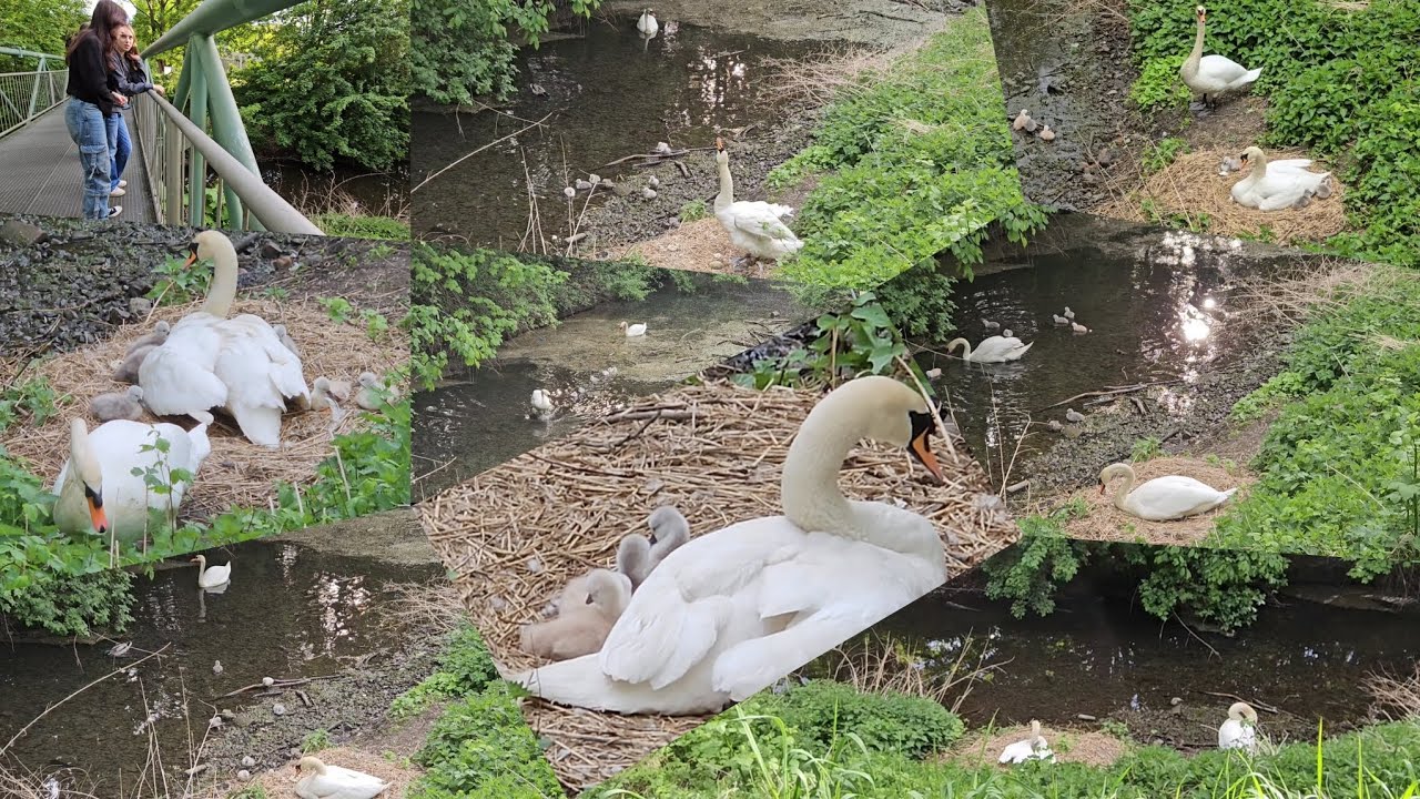Лебеди моей Тосканы 2025. Часть 1. Маленькие лебедята 😍