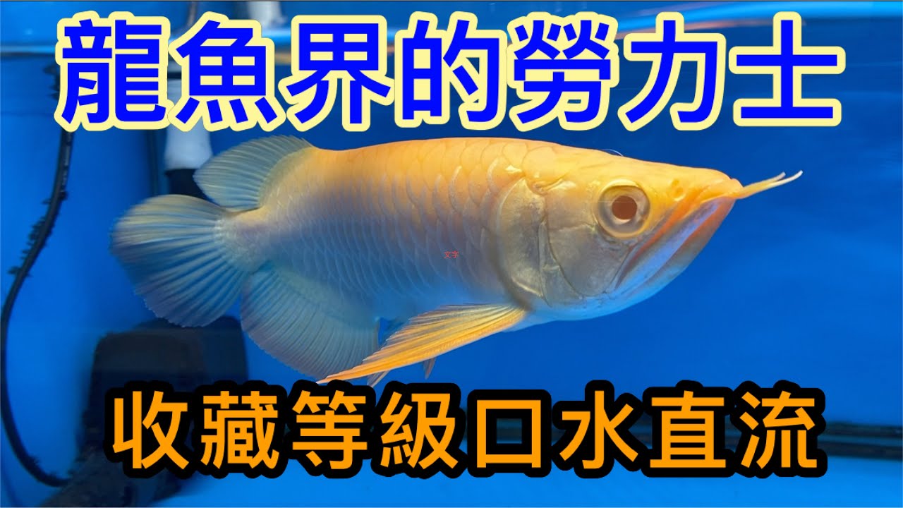 龍魚界勞力士收藏等級，有錢不一定買的到，超級特殊的顏色，潔白無瑕的黃金色鱗片，加上半短身個體各鰭表現堪稱完美，老闆自己說不準啦，這集讓老字號龍魚專家來當評審