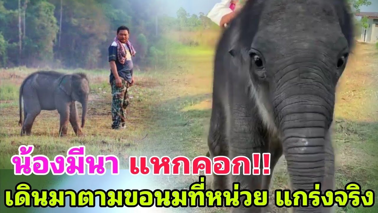 น้องมีนา : มีเด็กแหกคอก เดินไปขอกินนมที่หน่วย สัตว์แพทย์เข้าประเมินอาการอีกครั้ง ชั่งหนักได้ 125 กก.