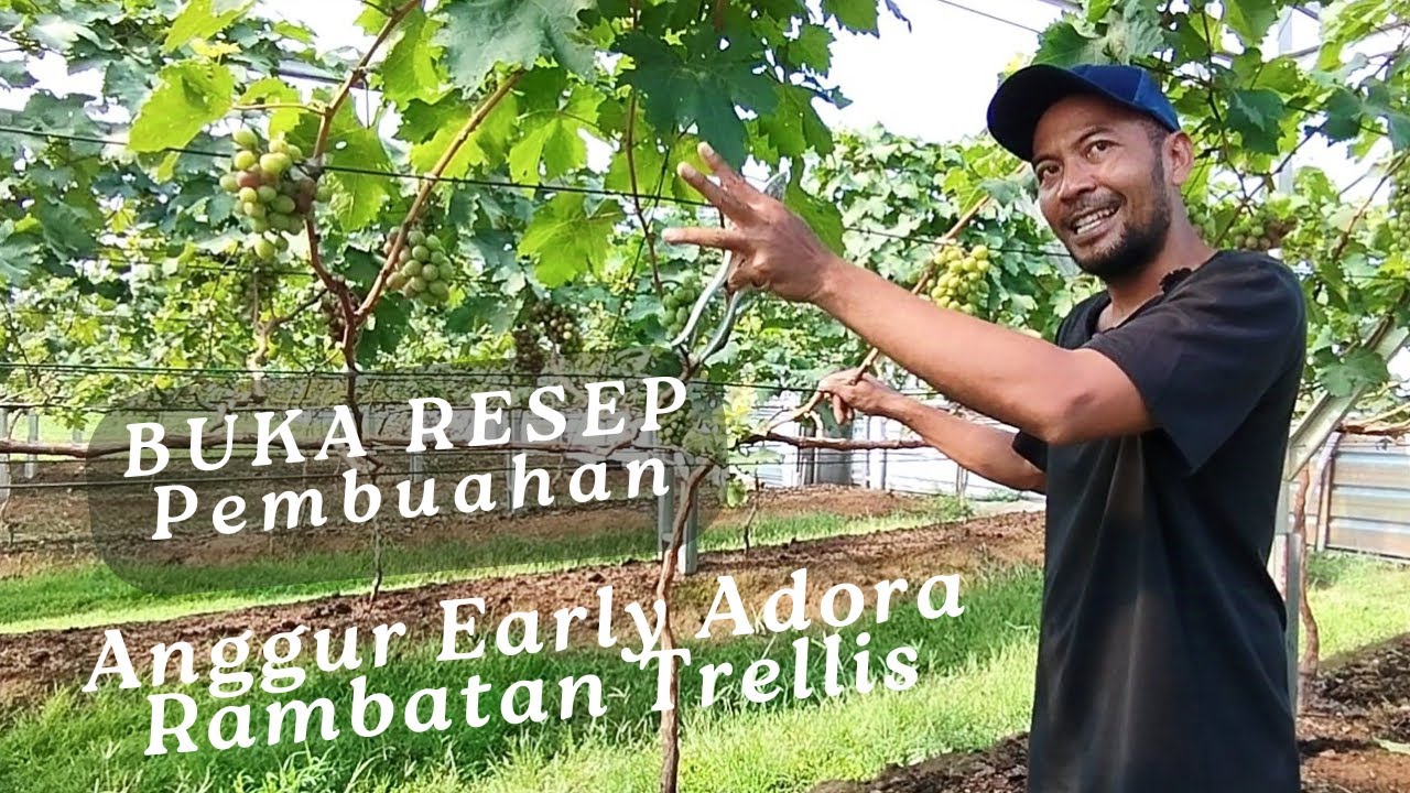 Buka Resep, Membuahkan Anggur Early Adora Di Rambatan Trellis