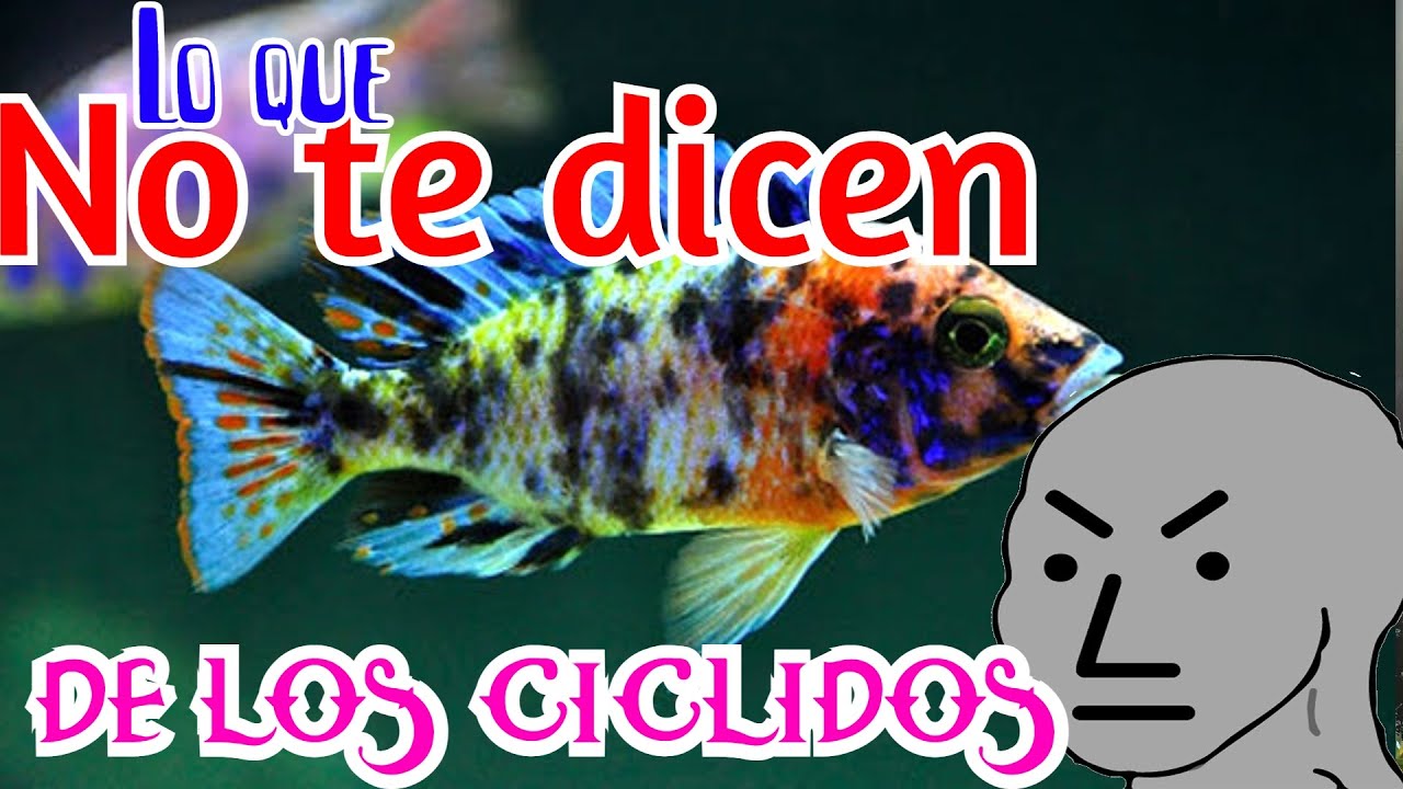 LO QUE NO TE DICEN DE LOS PECES CICLIDOS, LO QUE DEBES SABER SI QUIERES EMPEZAR CON LOS CICLIDOS!!!
