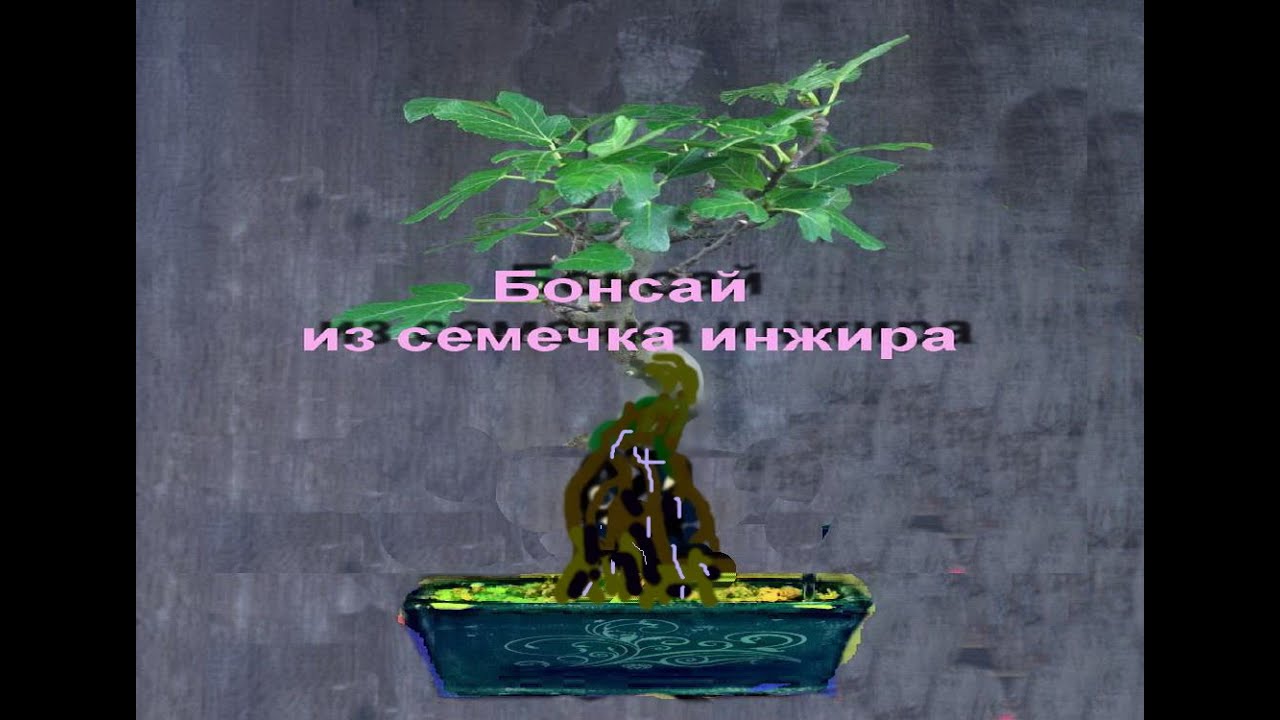 Создаем бонсай из инжира  Посадка на камень