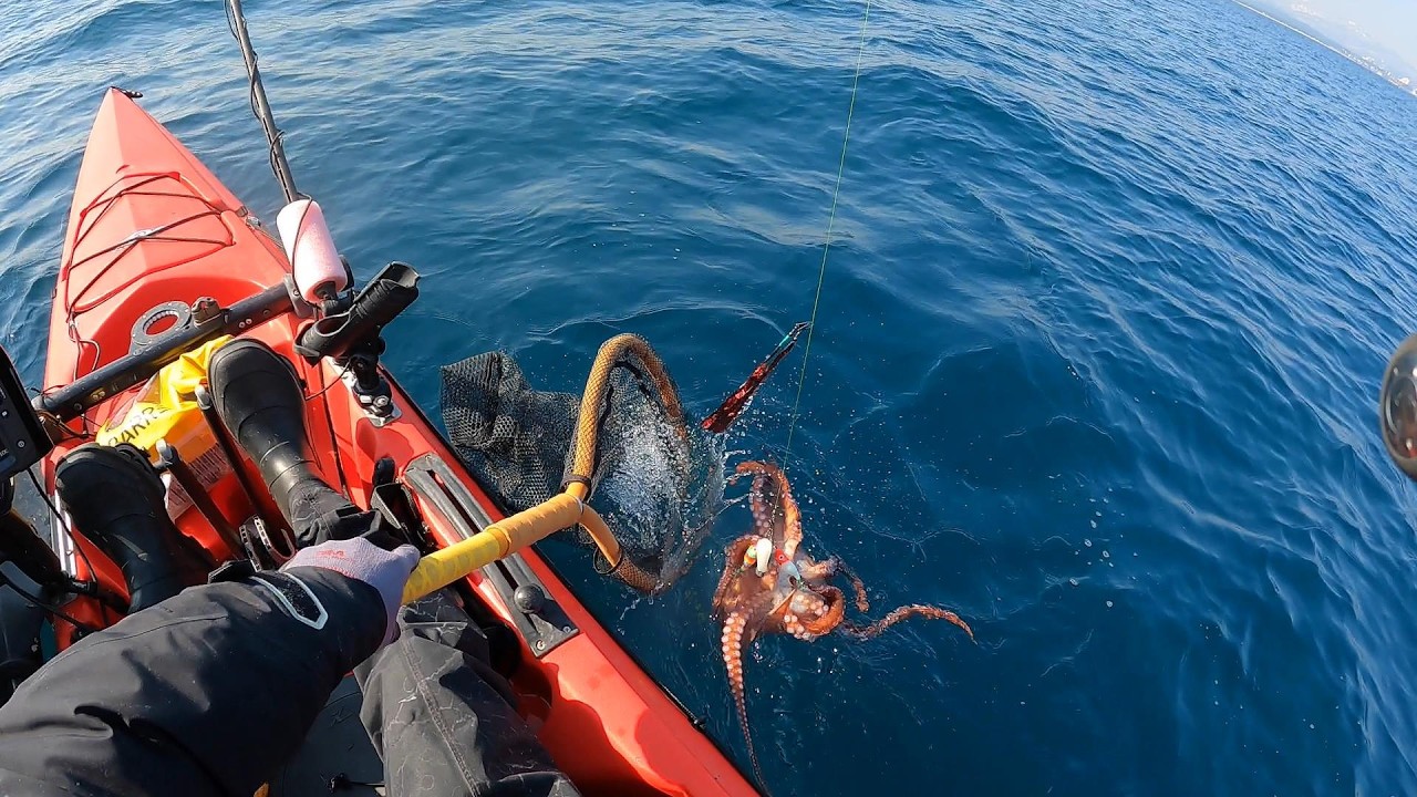 King 👑 Ловля осьминога🐙🎣 Никаких снастей или действий не требуется, просто поймайте рыбу‼🐟🎊😎 каяке
