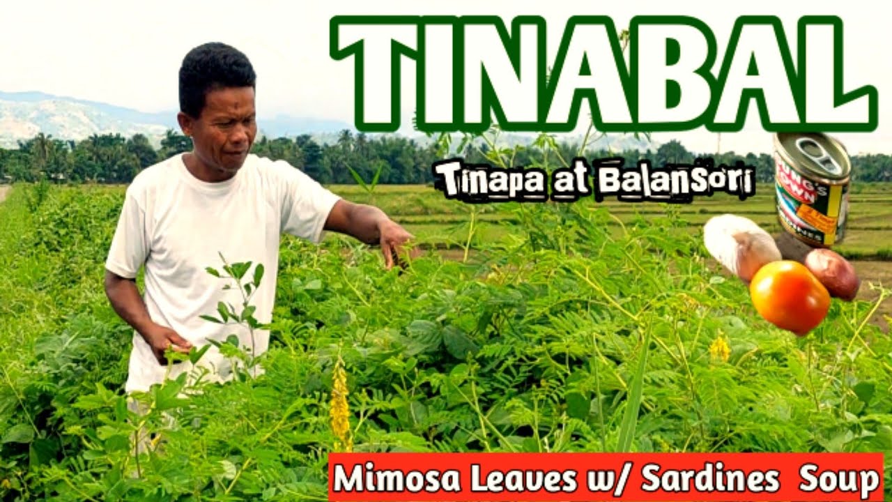 Sinabawang TINABAL | Sardinas At Balansori | Mimosa Leaves w/ Sardines Soup | Ok kaayo!!