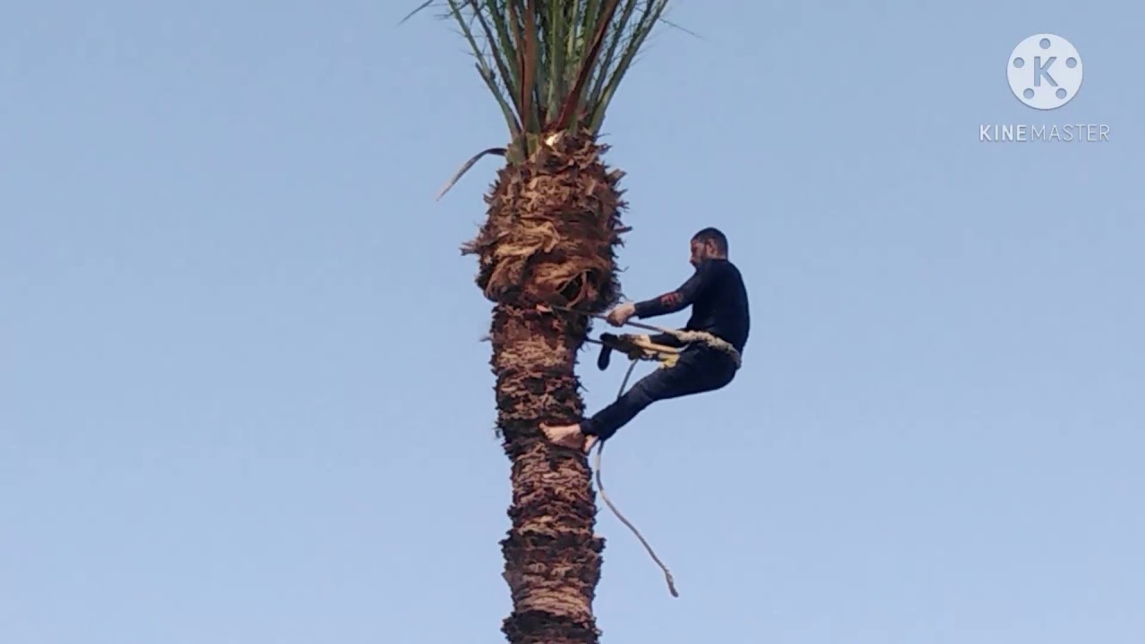 مهارات قطع وتقليم النخل في الصعيد