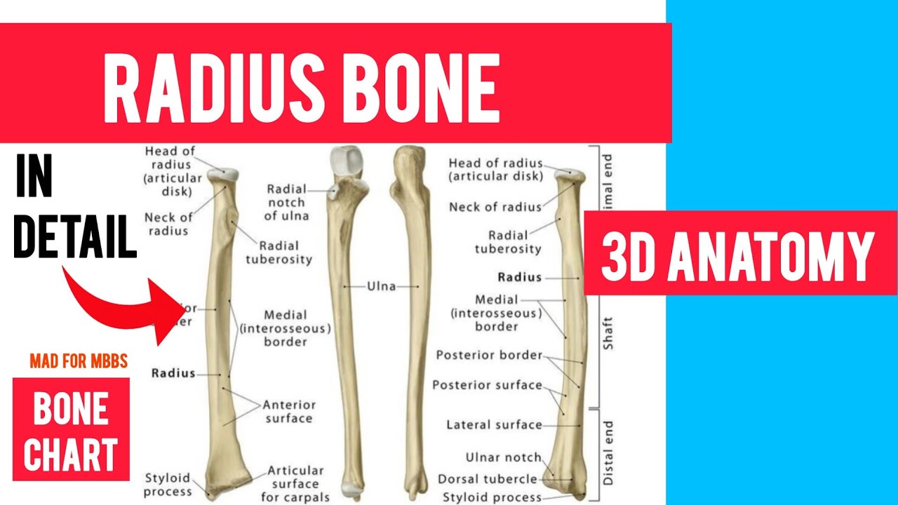 radius bone anatomy 3d | anatomy of radius bone attachments anatomy | bones of upper limb