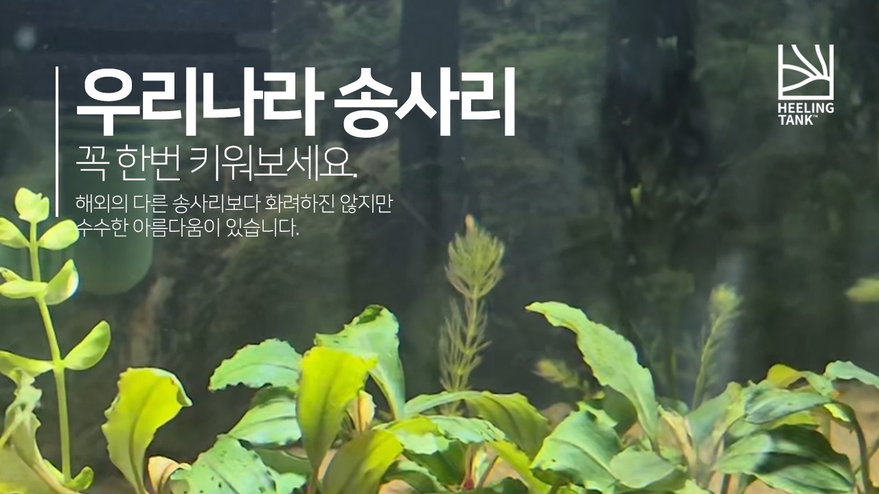 20181201 송사리4k