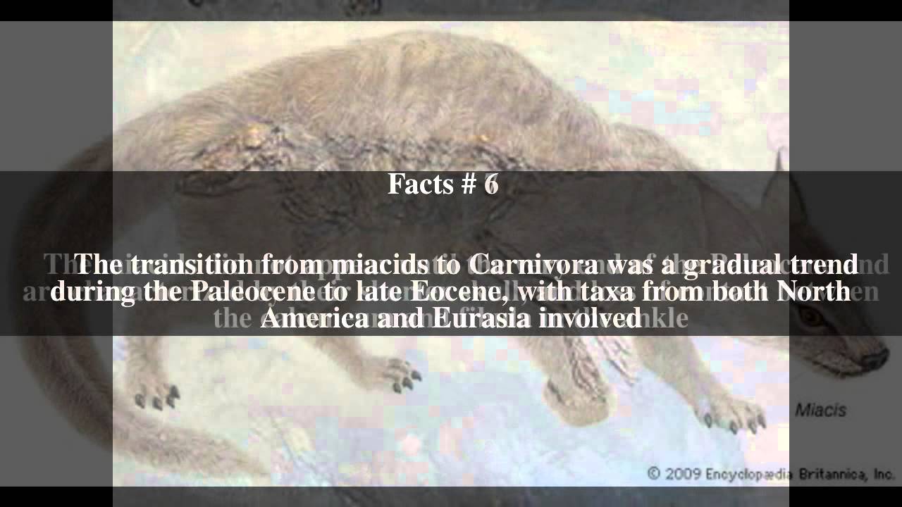 Miacoidea Top # 10 Facts