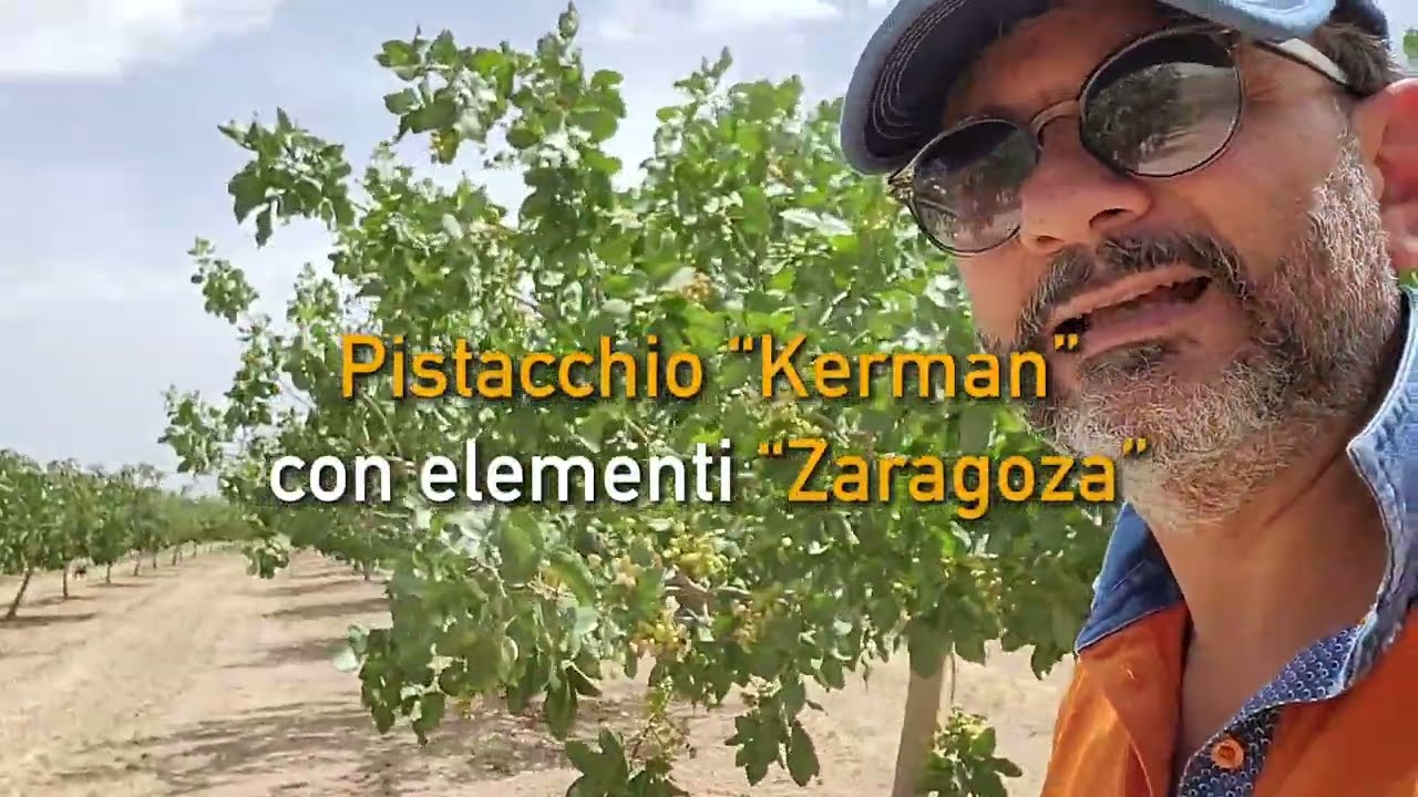 PISTACCHIO 