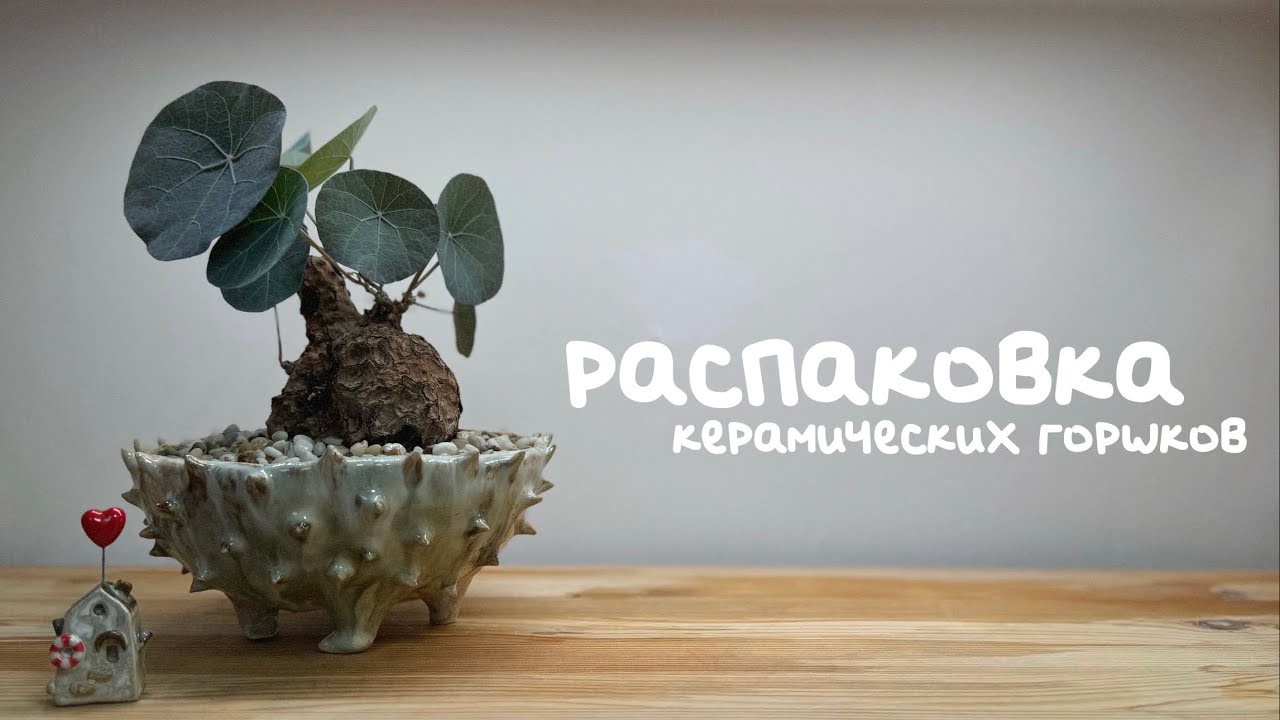 Распаковка керамических горшков