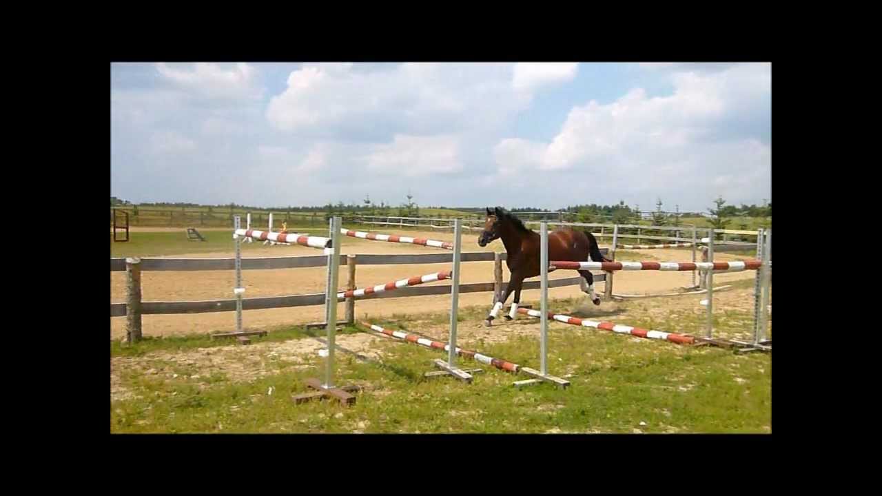 Deutsches Sportpferd walach - Karl * SPRZEDANY *