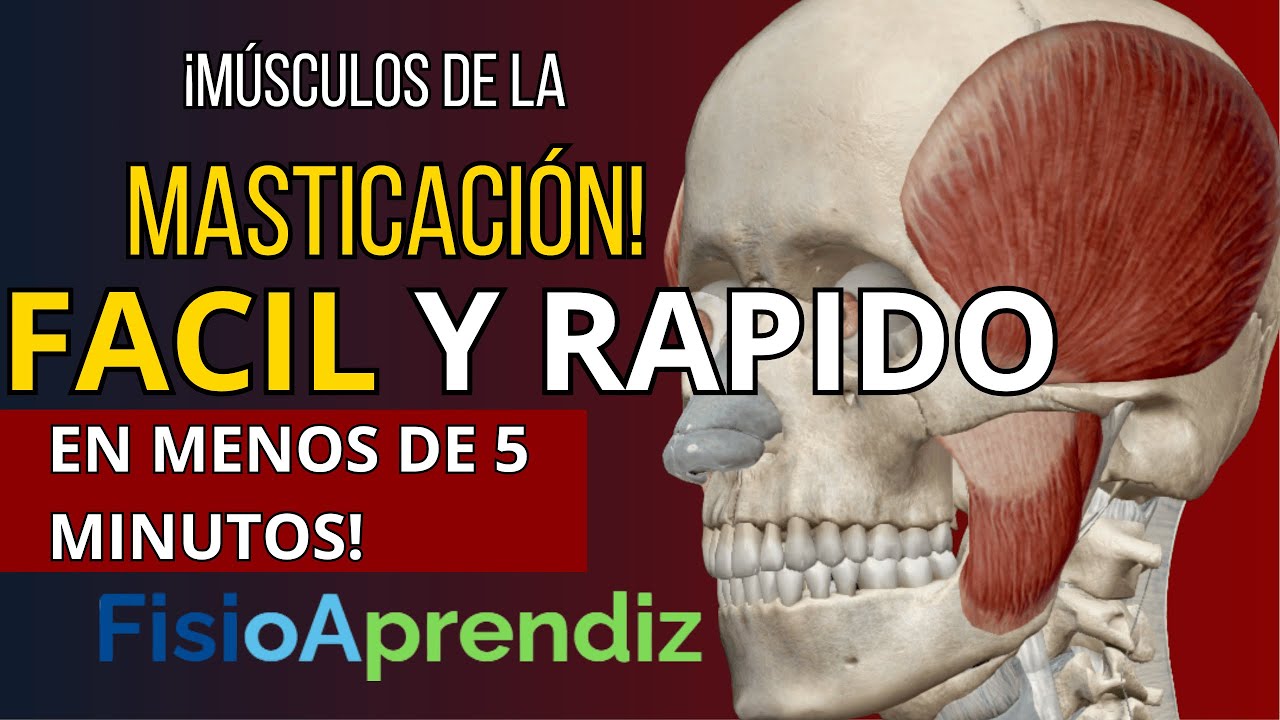 &iexcl;Aprende sobre los m&uacute;sculos de la masticaci&oacute;n en minutos!