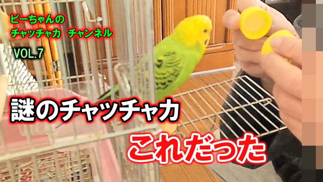 セキセイインコのピーちゃん　VOL7　籠に入る時のチャッチャカやお腹がすいて、ご飯をねだるピーちゃん可愛すぎです