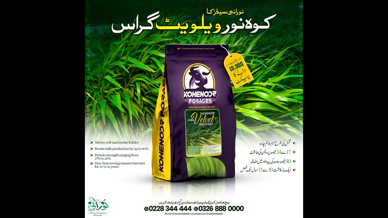 Kohenoor F1 Hybrid Velvet Grass Final Sowing Method کوہ نور ہائبرڈ رویلویٹ چارے کی کاشت کا طریقہ