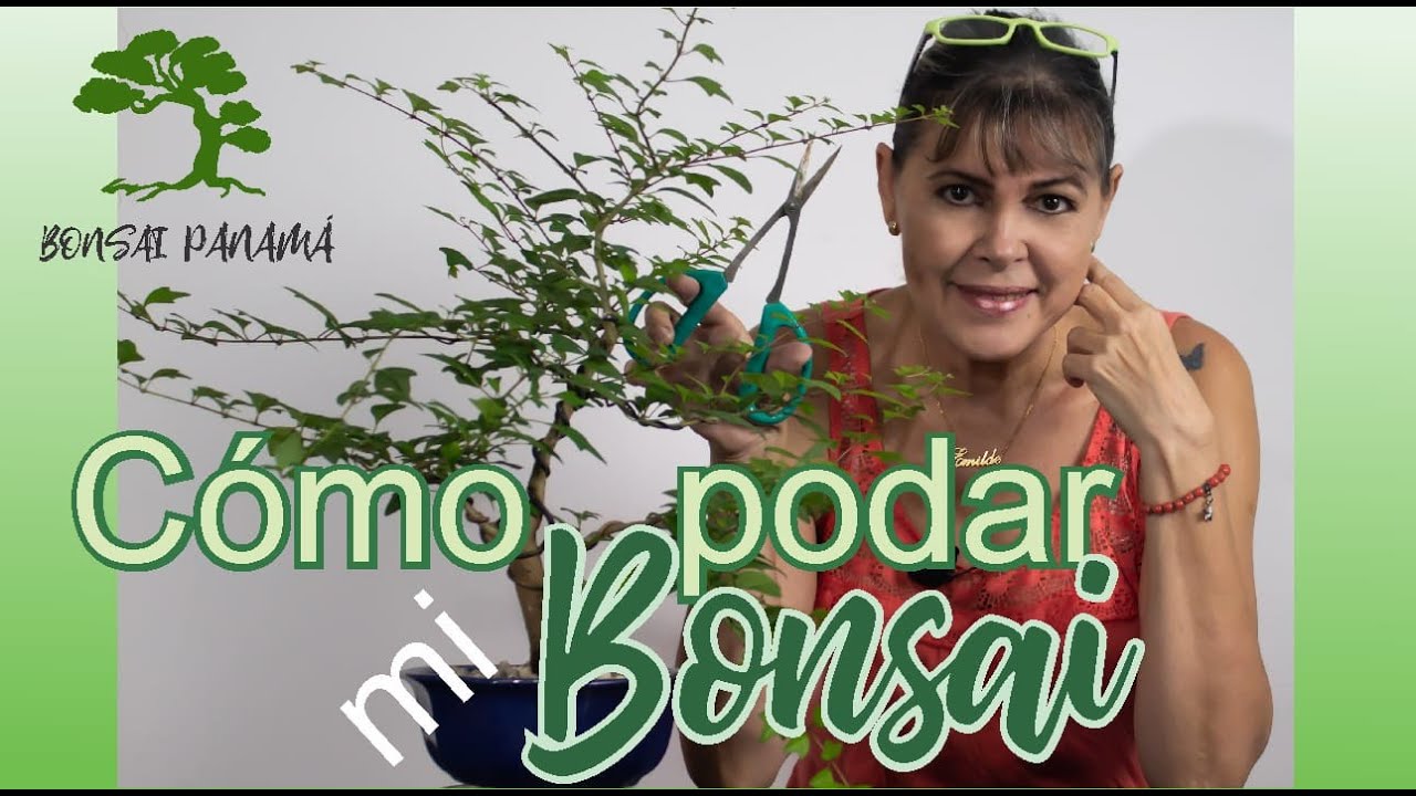 Como podar mi Bonsai que se creció.