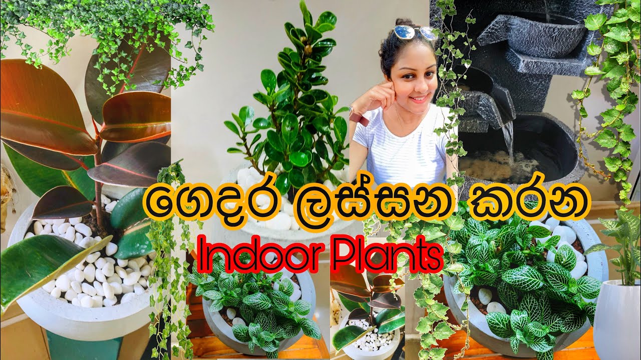 ගෙදර ලස්සන කරන indoor plants🌵🍃🪴#plants #indoorplants #srilanka #bonsai #ficusplant #amukadumuka