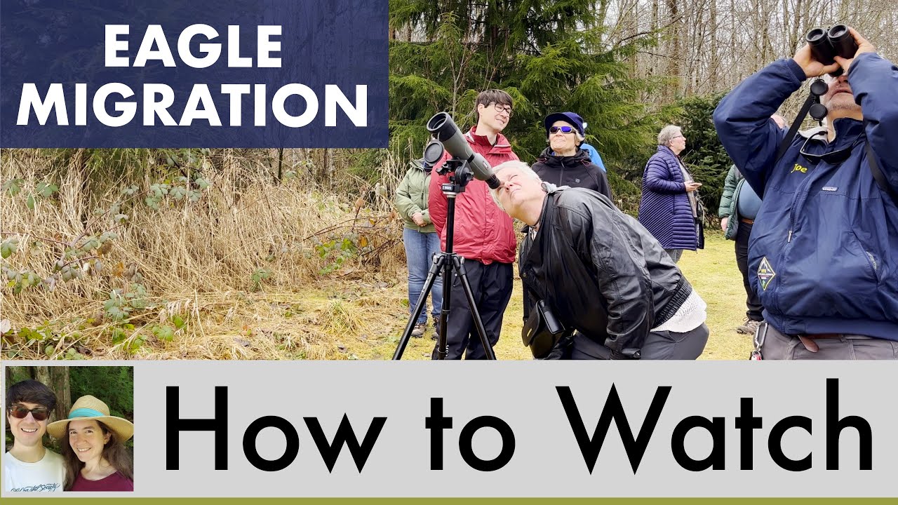How to Watch the Eagle Migration | Skagit River, WA