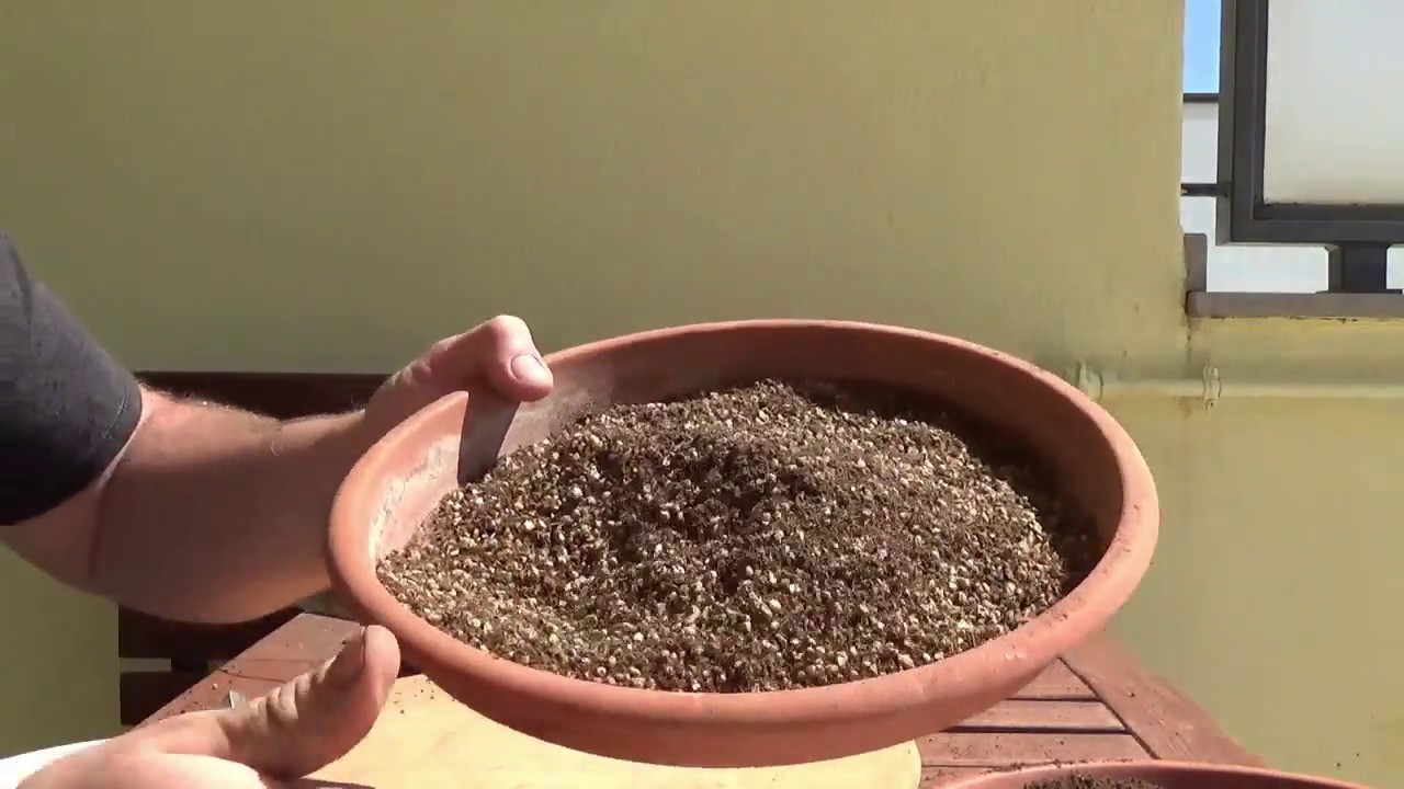 Un sustituto de akadama y kiryuzuna