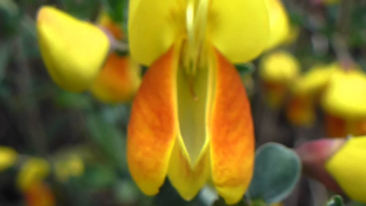 Genista - Litunarhr&iacute;s &iacute; bl&oacute;ma -  Skrautrunni - Sumarbl&oacute;m