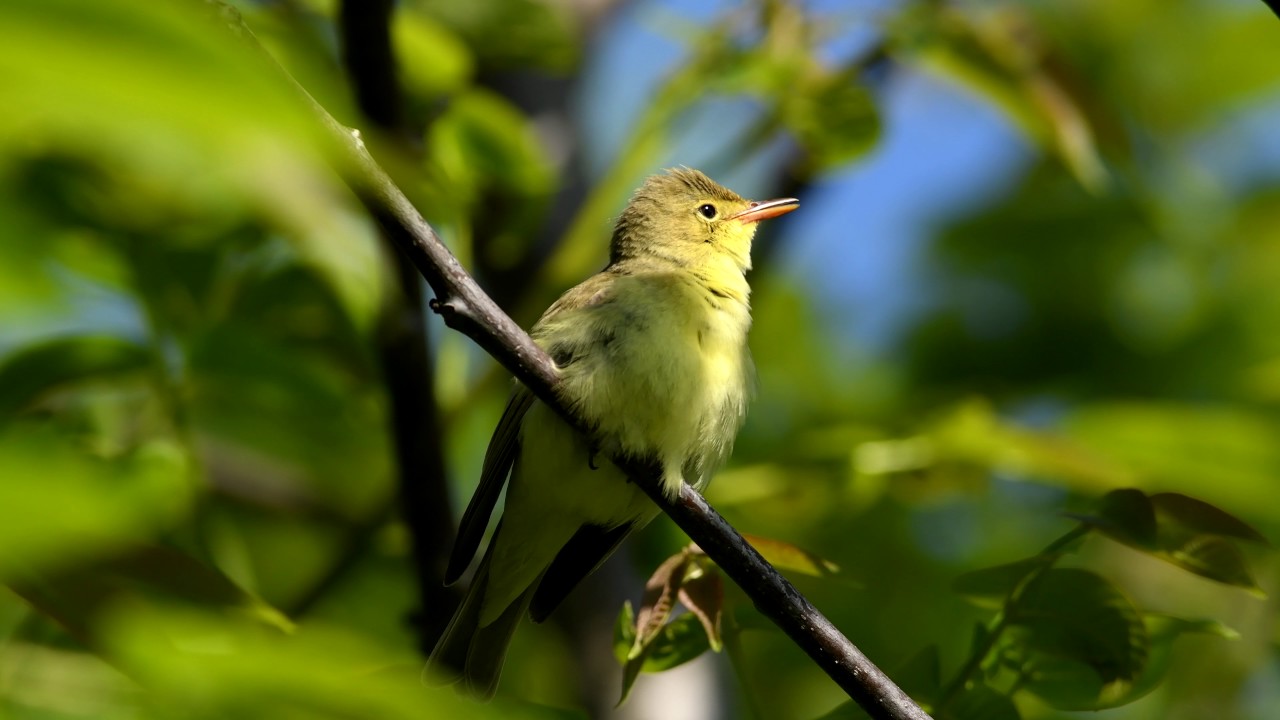 Icterine warbler (Hippolais icterina) / Kerti geze 4K