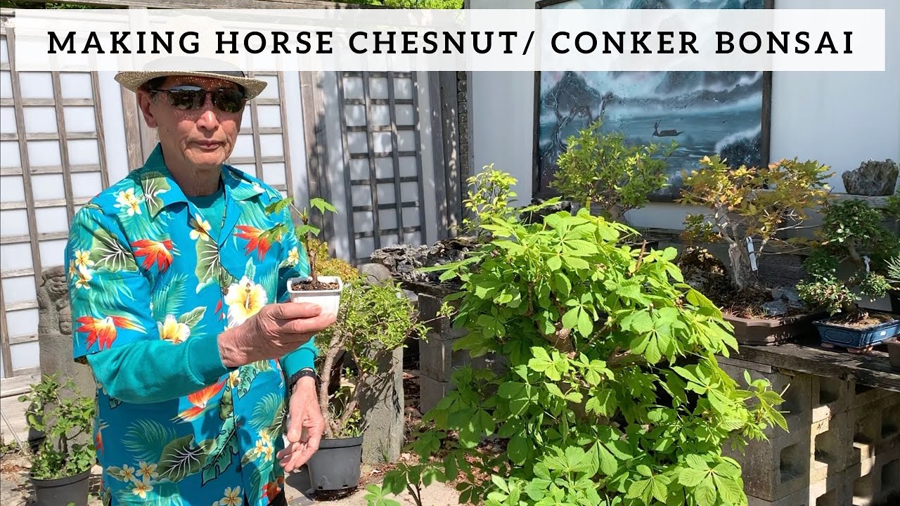 Making Horse Chesnut or Conker Trees into Bonsai