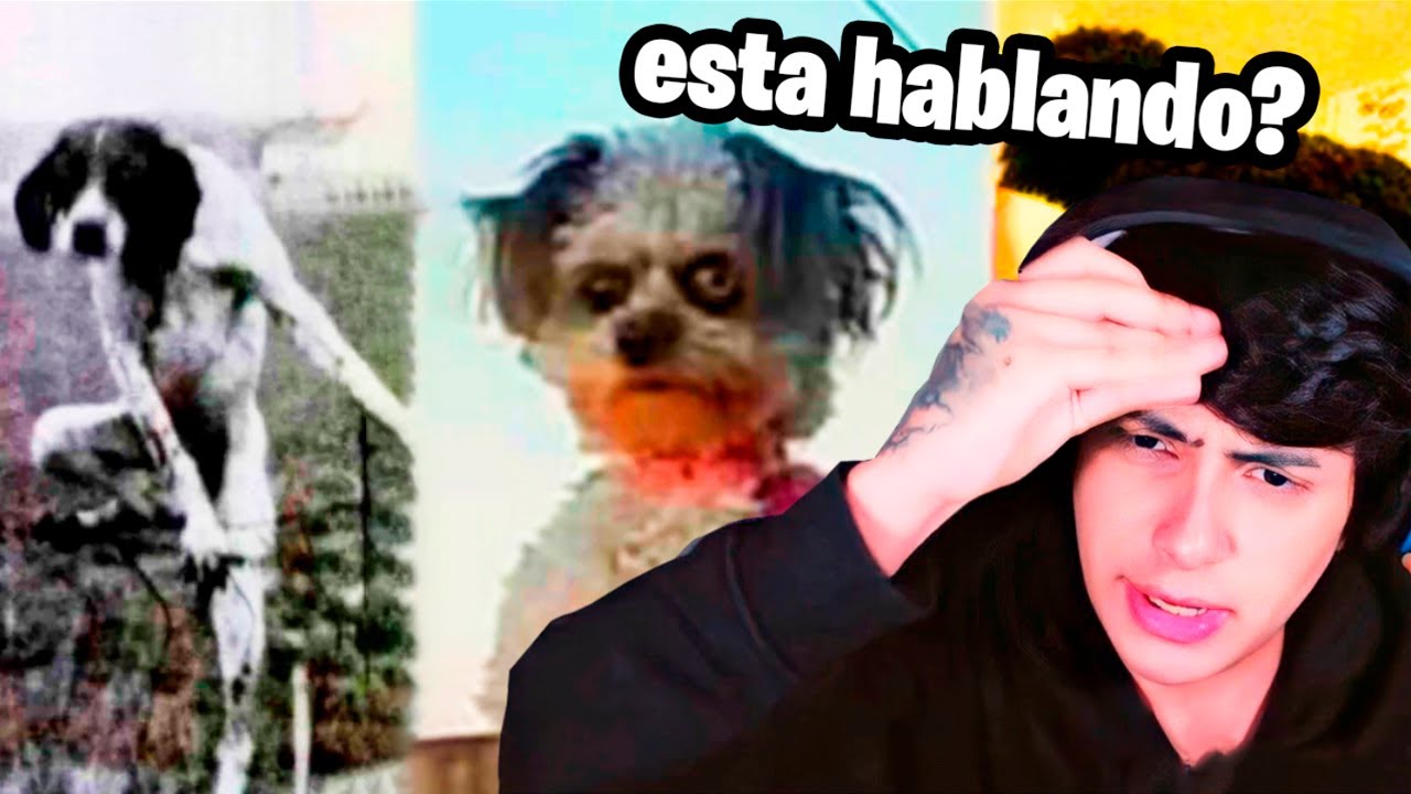animales actuando como HUMANOS.. ☠️