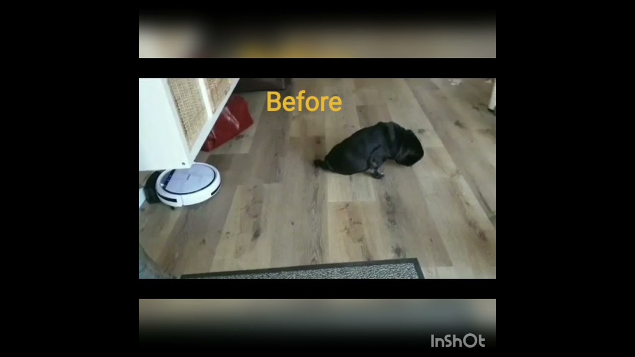 Dog before and after session with MWO