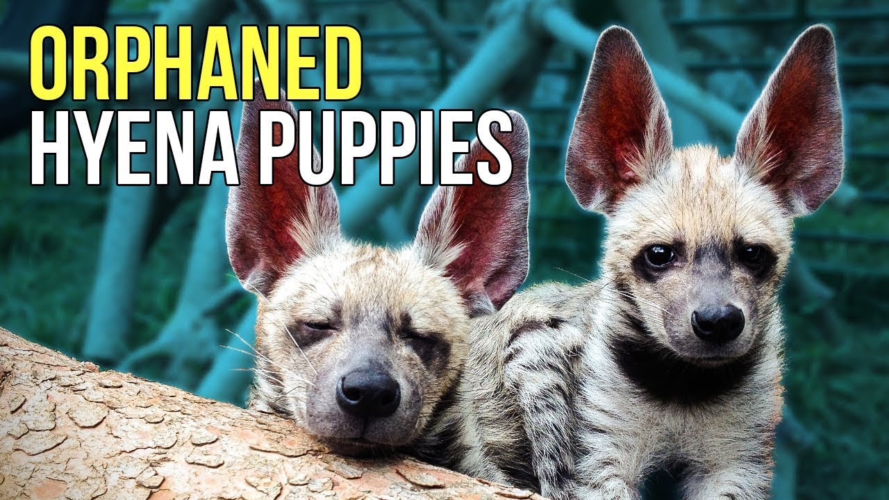 Baby Hyenas Rescued By Volunteer Who Took Them Home After They Were Orphaned