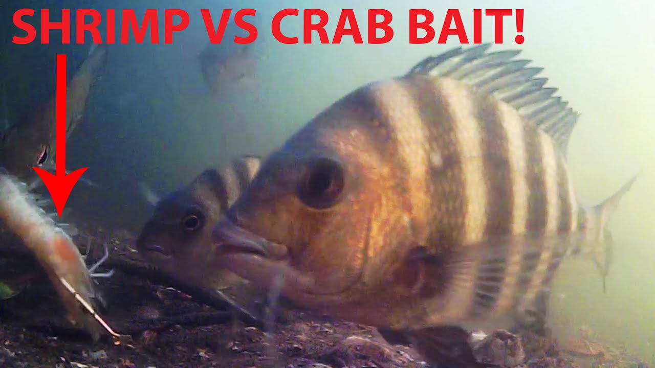 Best Bait? Shrimp vs Crab Test - Underwater and Above Water Fishing!