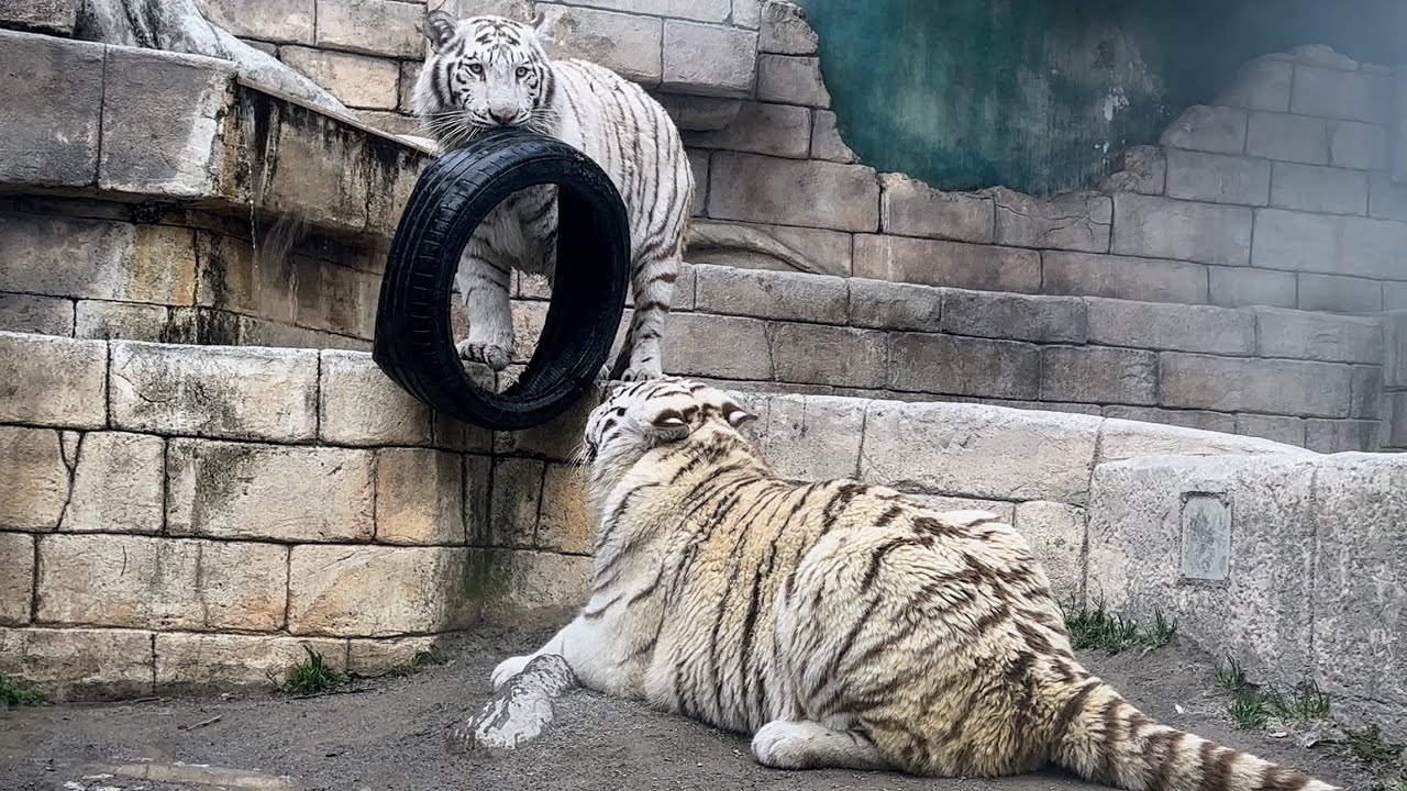 タイヤを独り占めしていたハクくんに、この後災難が‼️ 2月20日 東武動物公園　ホワイトタイガー